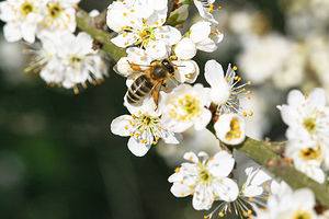 Themenbild: Biene an Schlehe