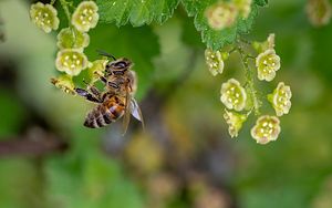 Themenbild: Bienen: Unersetzliche Bestäuber