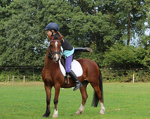 Themenbild: reiten