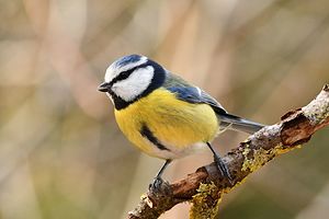 Themenbild: Blaumeise