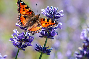 Themenbild: Schmetterling an Lavendel