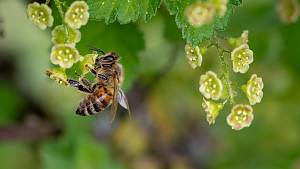 Bienen: Unersetzliche Bestäuber