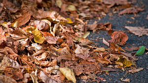 Herbstlaub auf der Straße