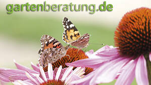 Default Bild Gartenberatung