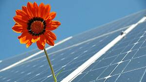 Solarpanels mit einer Blume dazwischen