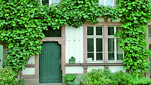 Kiwi als Fassadenbegrünung an Gerüst
