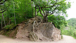 Fels neben Boden mit Baum