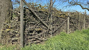 Benjeshecke am Rand eines Gartens