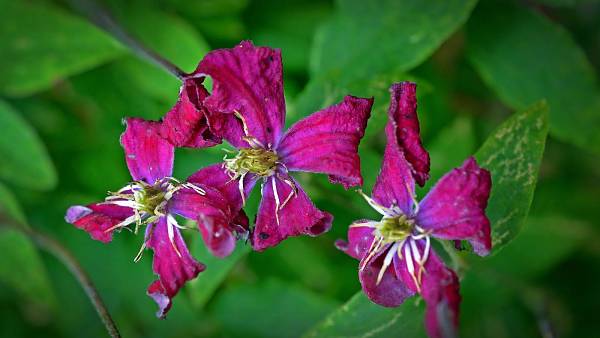 Themenbild: Clematis