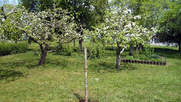 Themenbild: Ein frisch gepflanzter Baum im Garten. Themenbild: Ein frisch gepflanzter Baum im Garten.