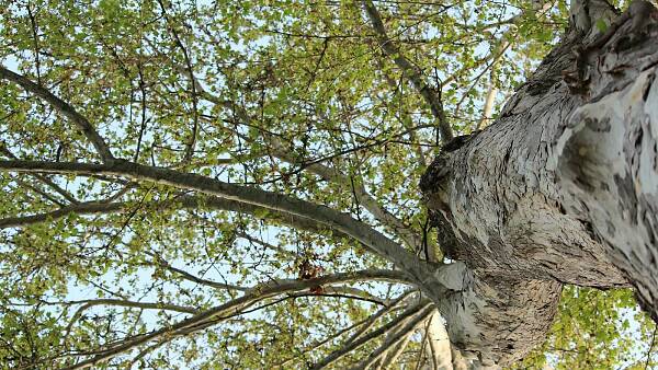 Themenbild: großer Baum