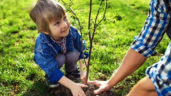 Themenbild: Junge pflanzt Baum