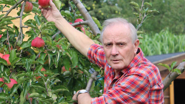 Themenbild: Mann im Baum erntet Äpfel