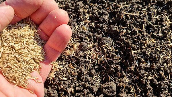 Themenbild: Hand mit Saatgut