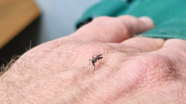 Themenbild: Tigermücke auf der Hand - mit sichtbaren Steifen