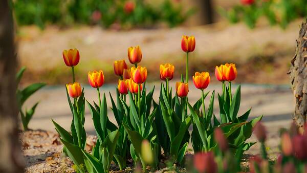 Themenbild: tulpen Themenbild: tulpen