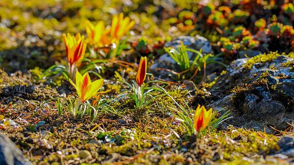Themenbild: Frühlingserwachen