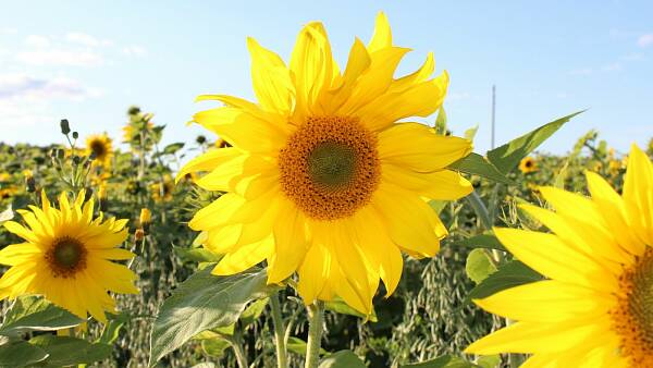 Themenbild: Sommer