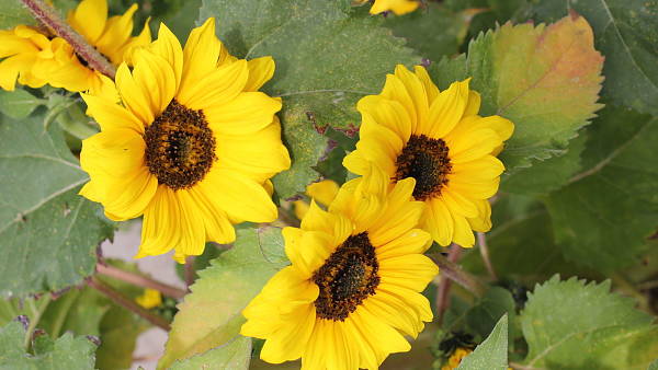 Themenbild: Sonnenblumen