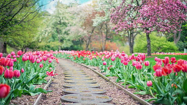 Themenbild: Garten mit Tulpen