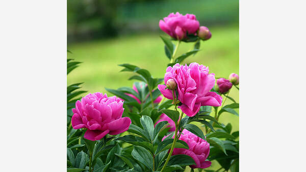 Themenbild: Blume