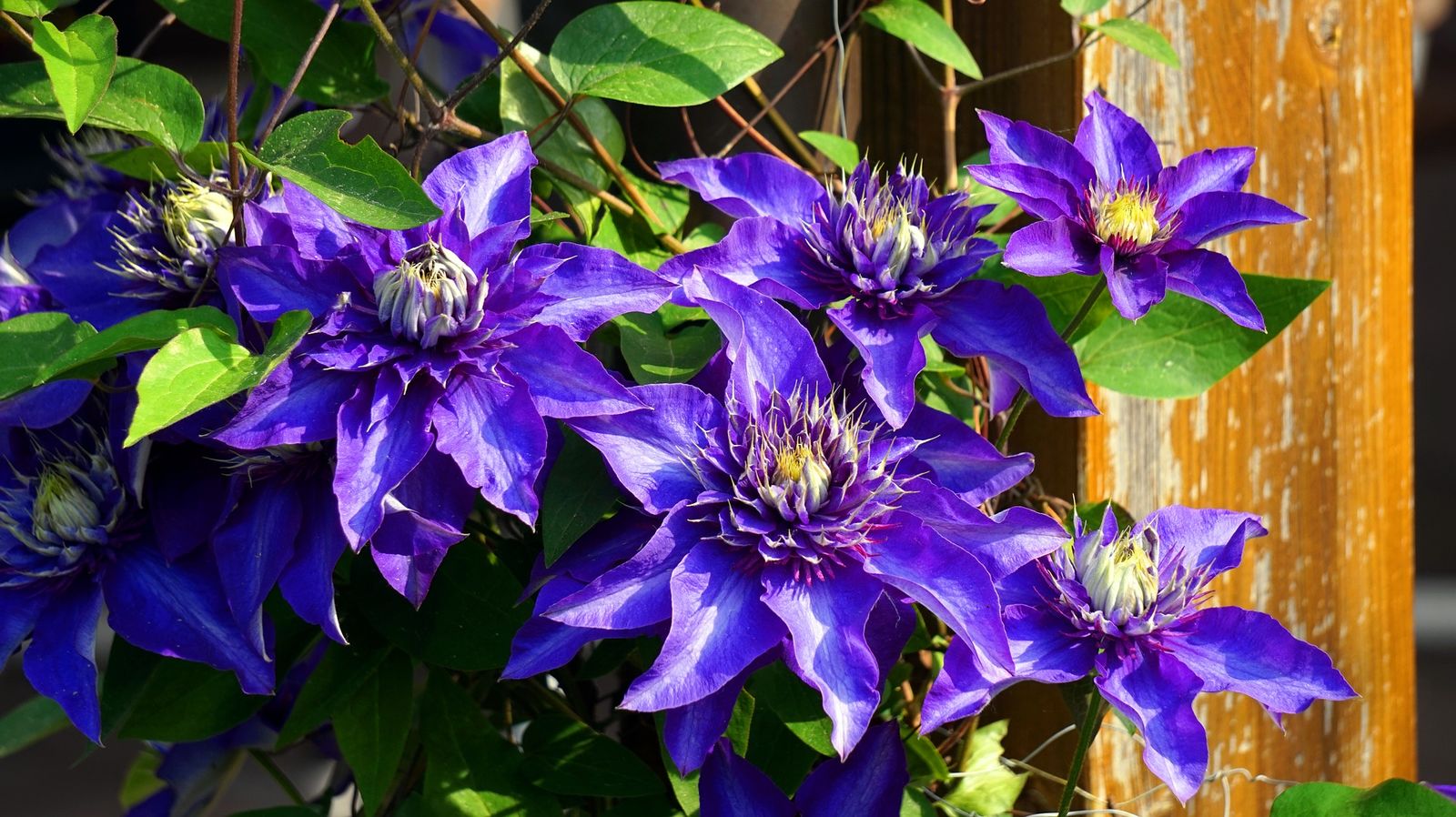 Blaue Clematis