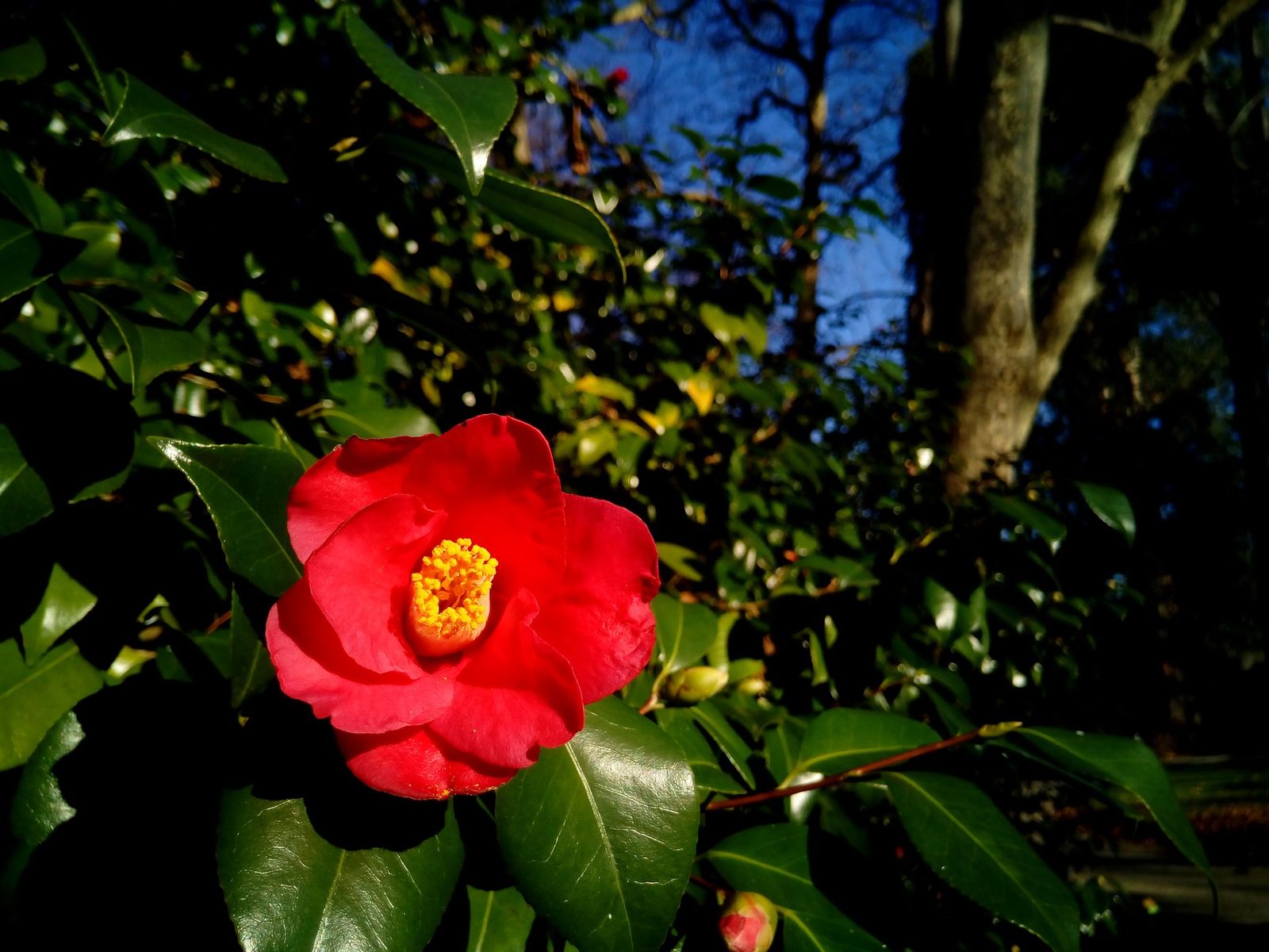 Winterharte Kamelie Gartenberatung im Verband Wohneigentum e. V.
