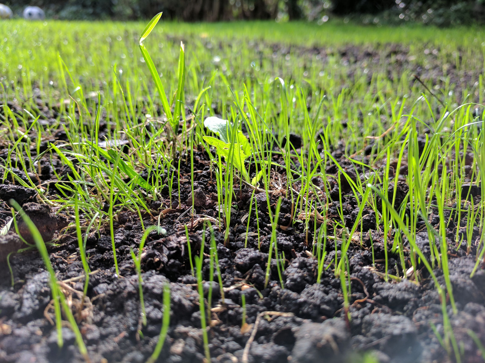 Rasenaussaat Gartenberatung Im Verband Wohneigentum E V rasenaussaat-gartenberatung-im-verband-wohneigentum-e-v