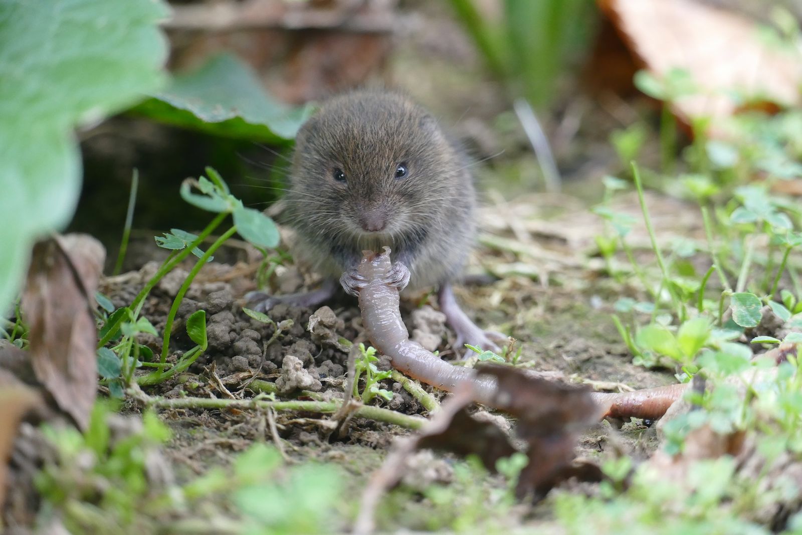 Wühlmäuse vertreiben Gartenberatung im Verband Wohneigentum e. V.