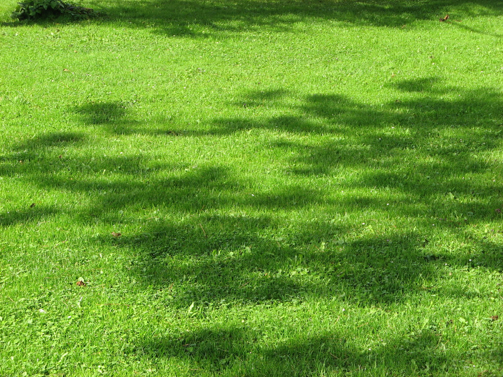 Rasen & Wiese | Verband Wohneigentum e.V.