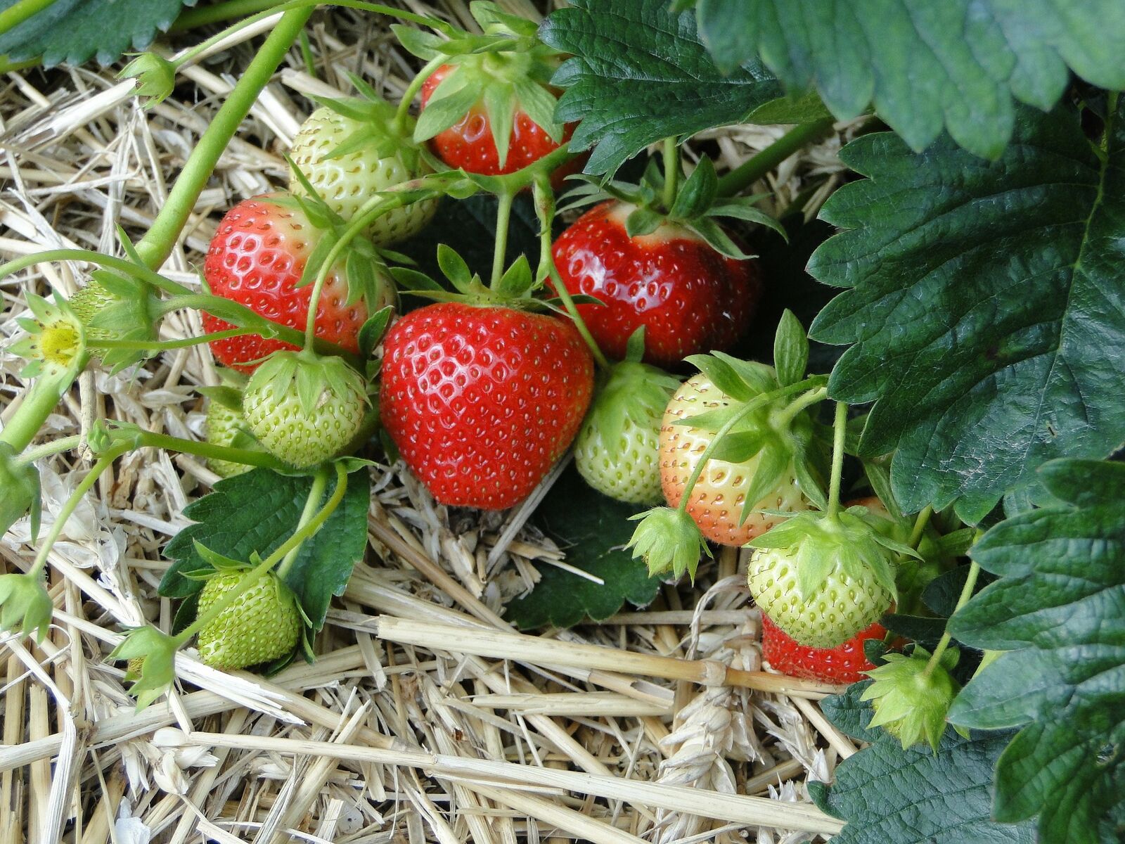 Erdbeeren