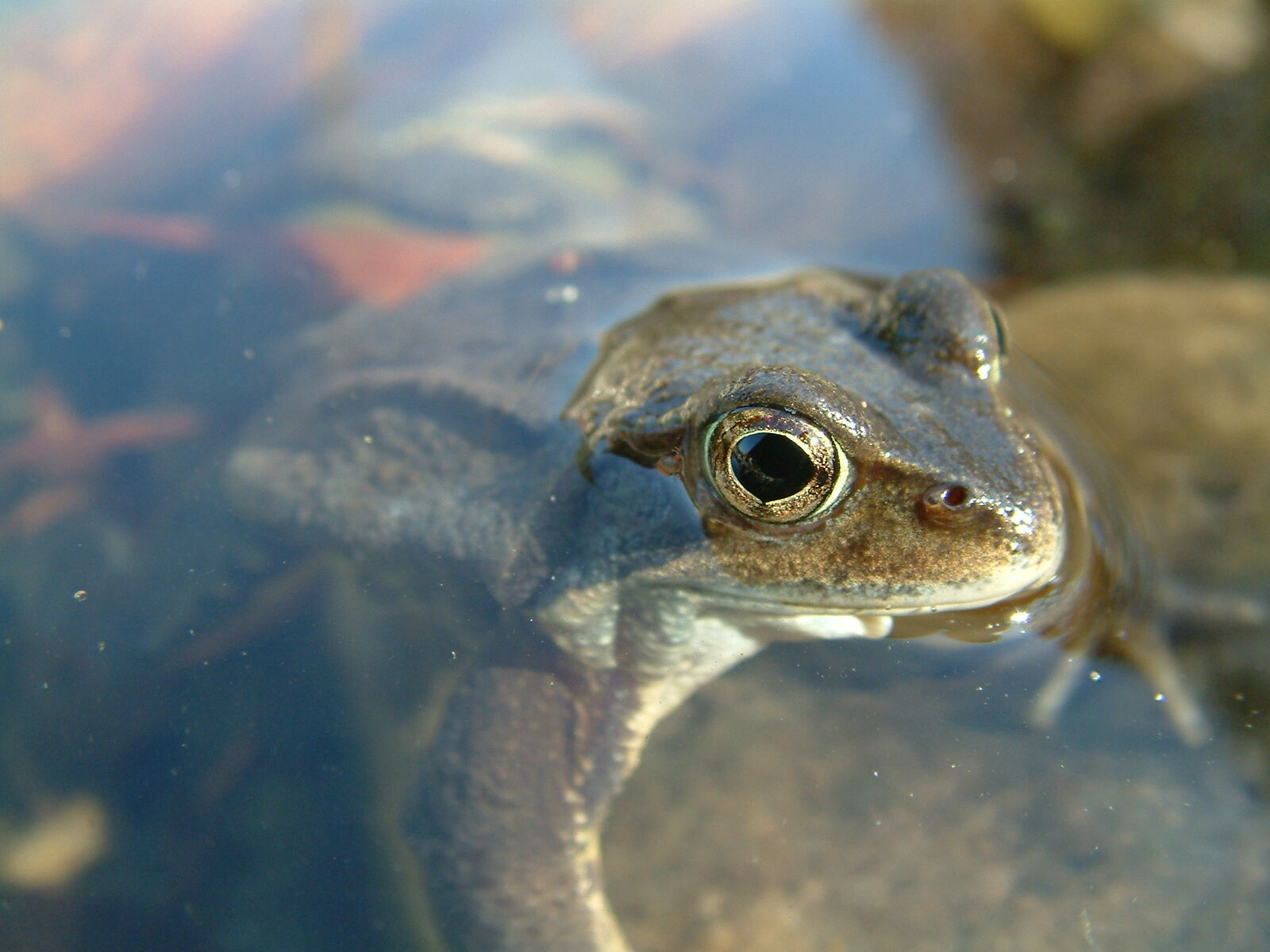 Frosch im Gartenteich