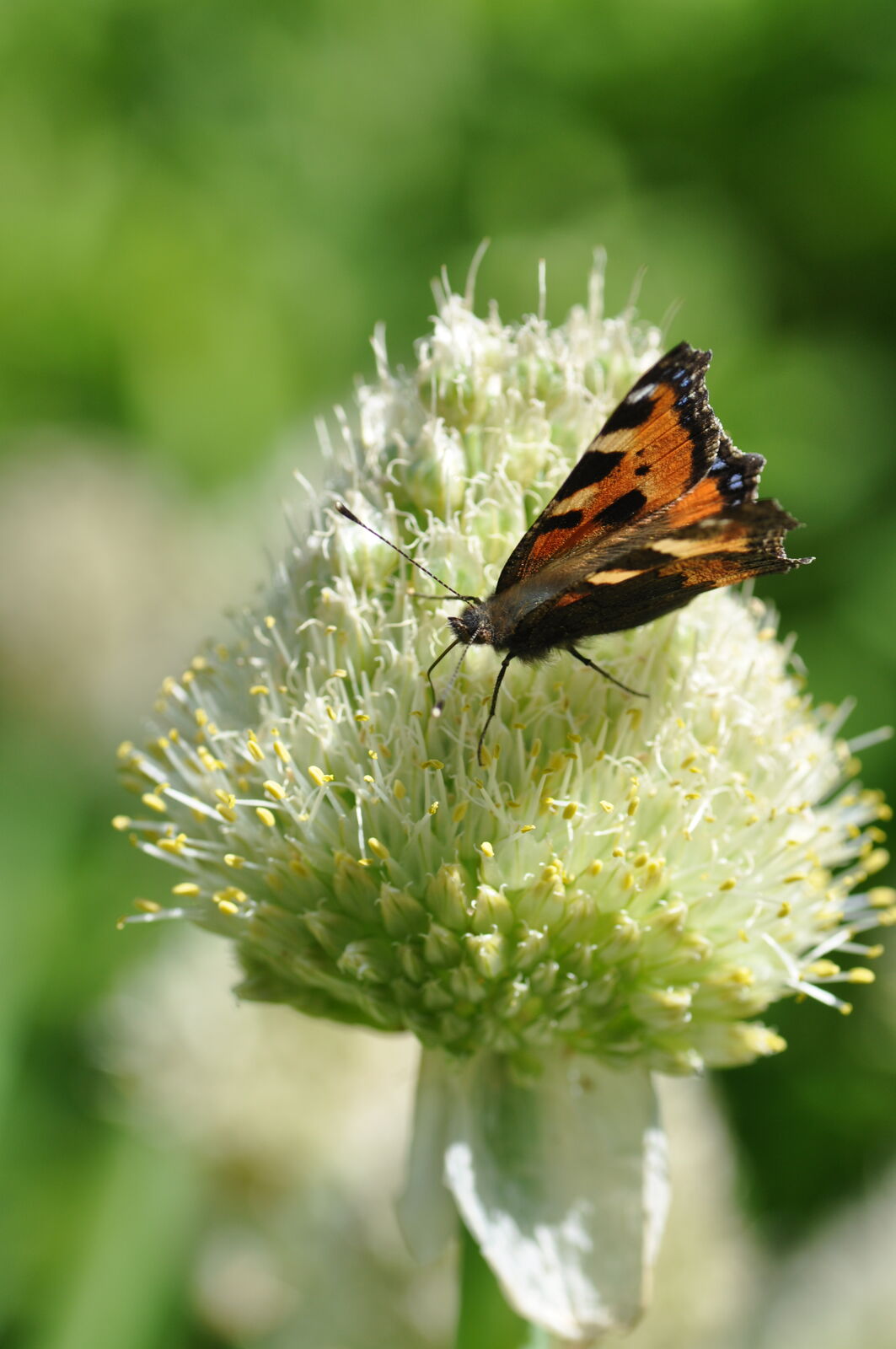 JuniTipps Gartenberatung im Verband Wohneigentum e. V.