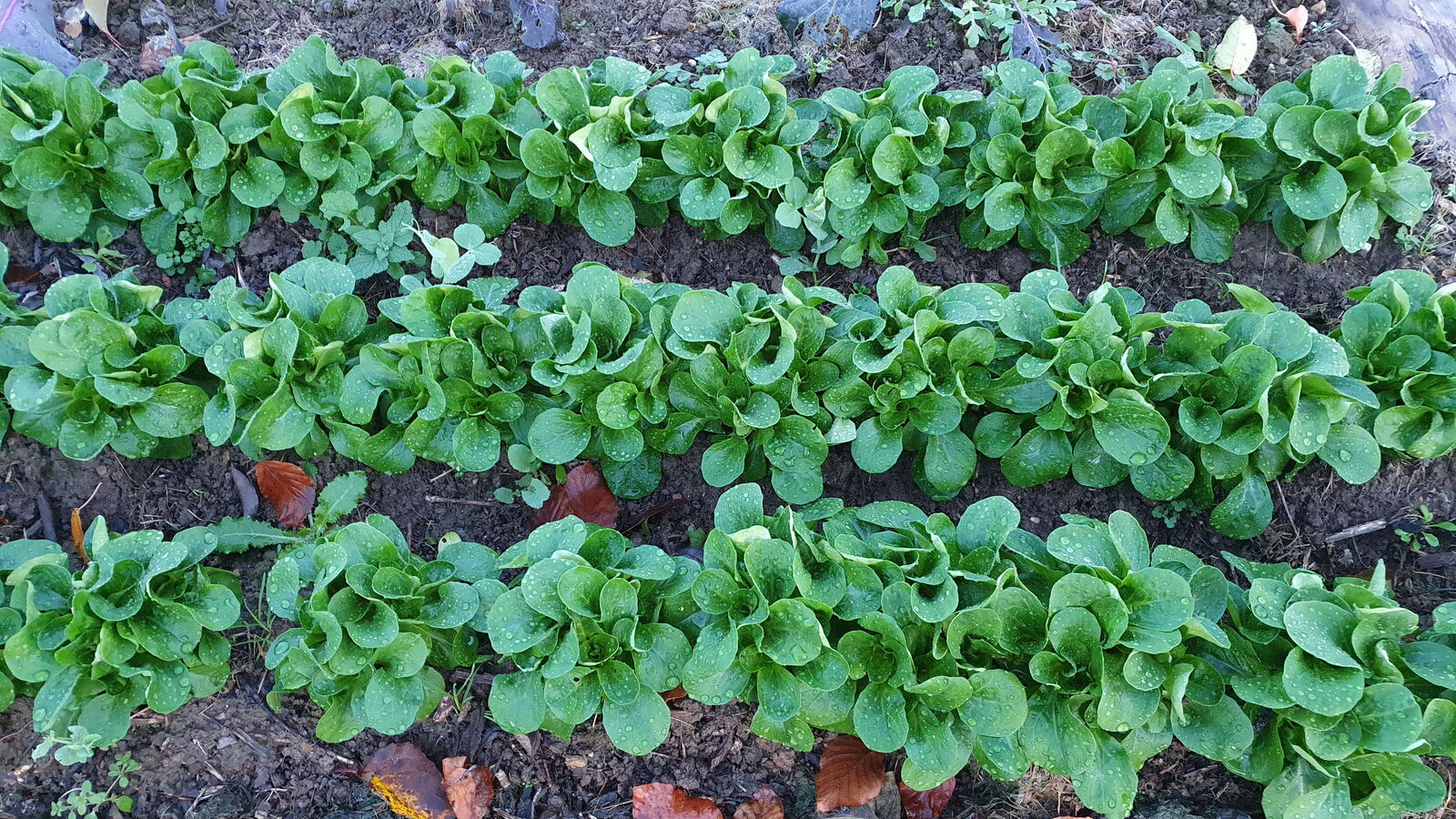 Feldsalat im Beet