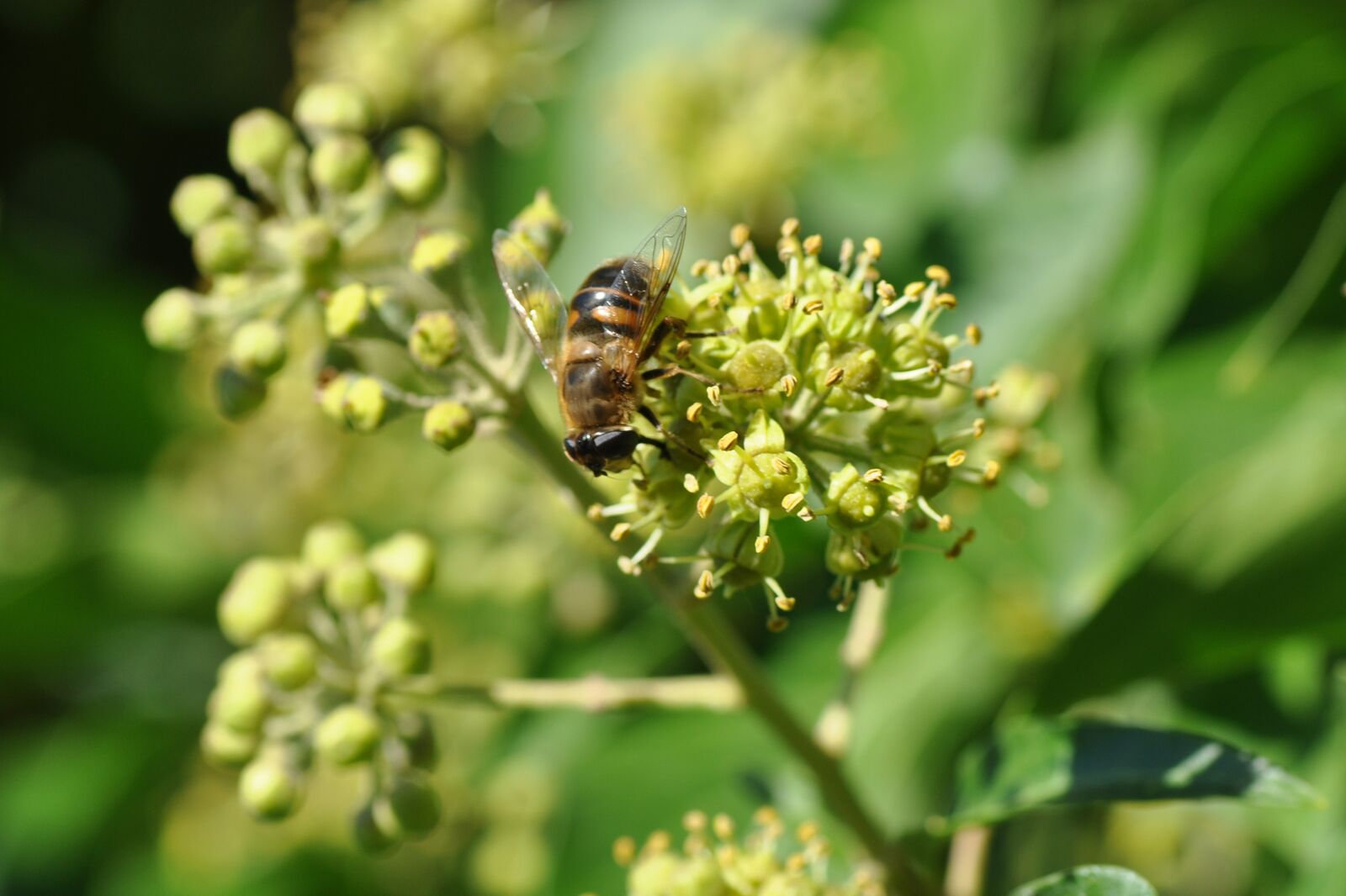 Selten Efeu blüht im Herbst und zieht Schwebfliege an