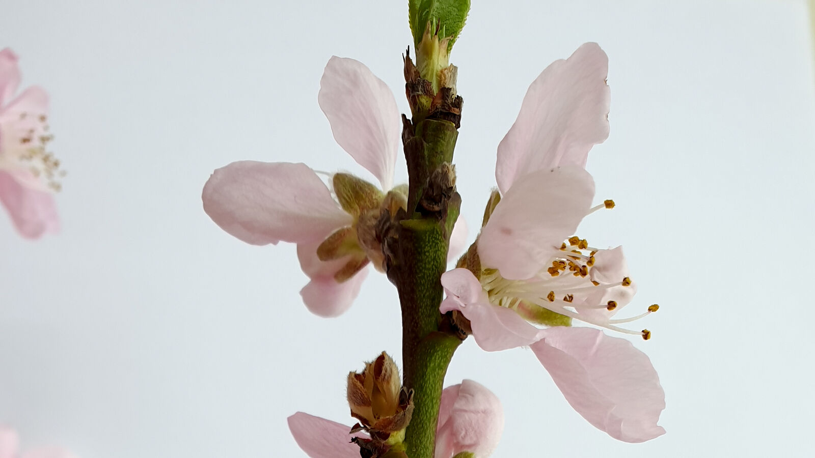 Pfirsichblüte am einjährigen Holz/Trieb.