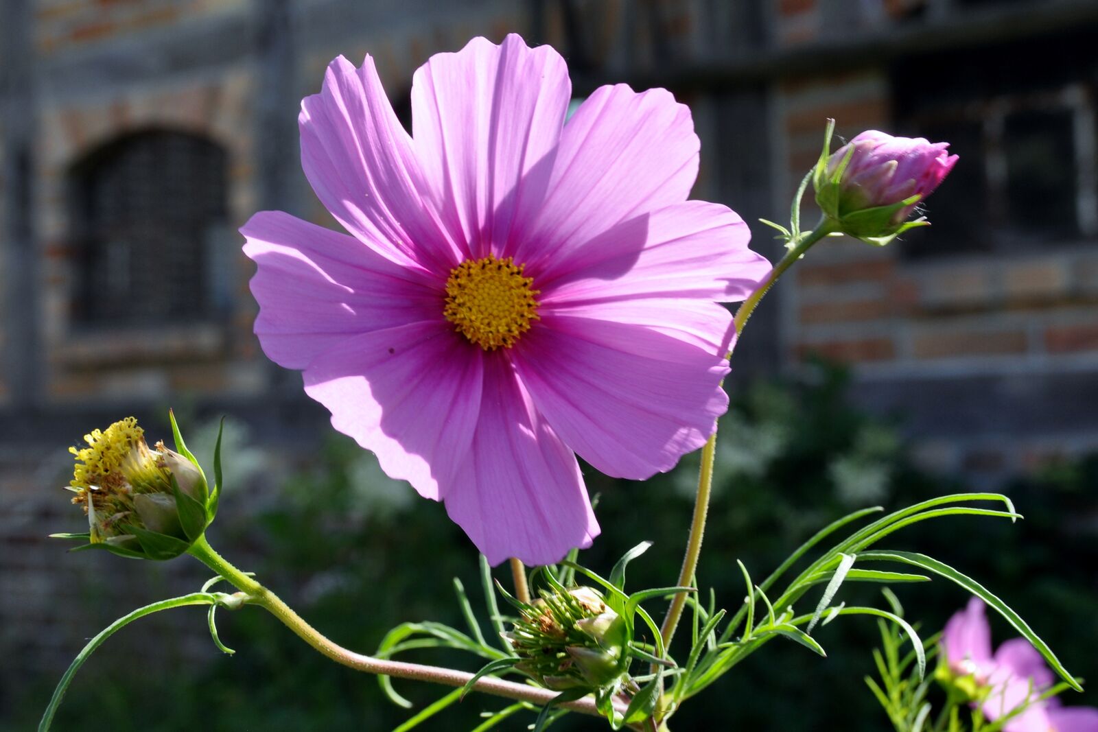 Schmuckkörbchen (Cosmos bipinnatus)