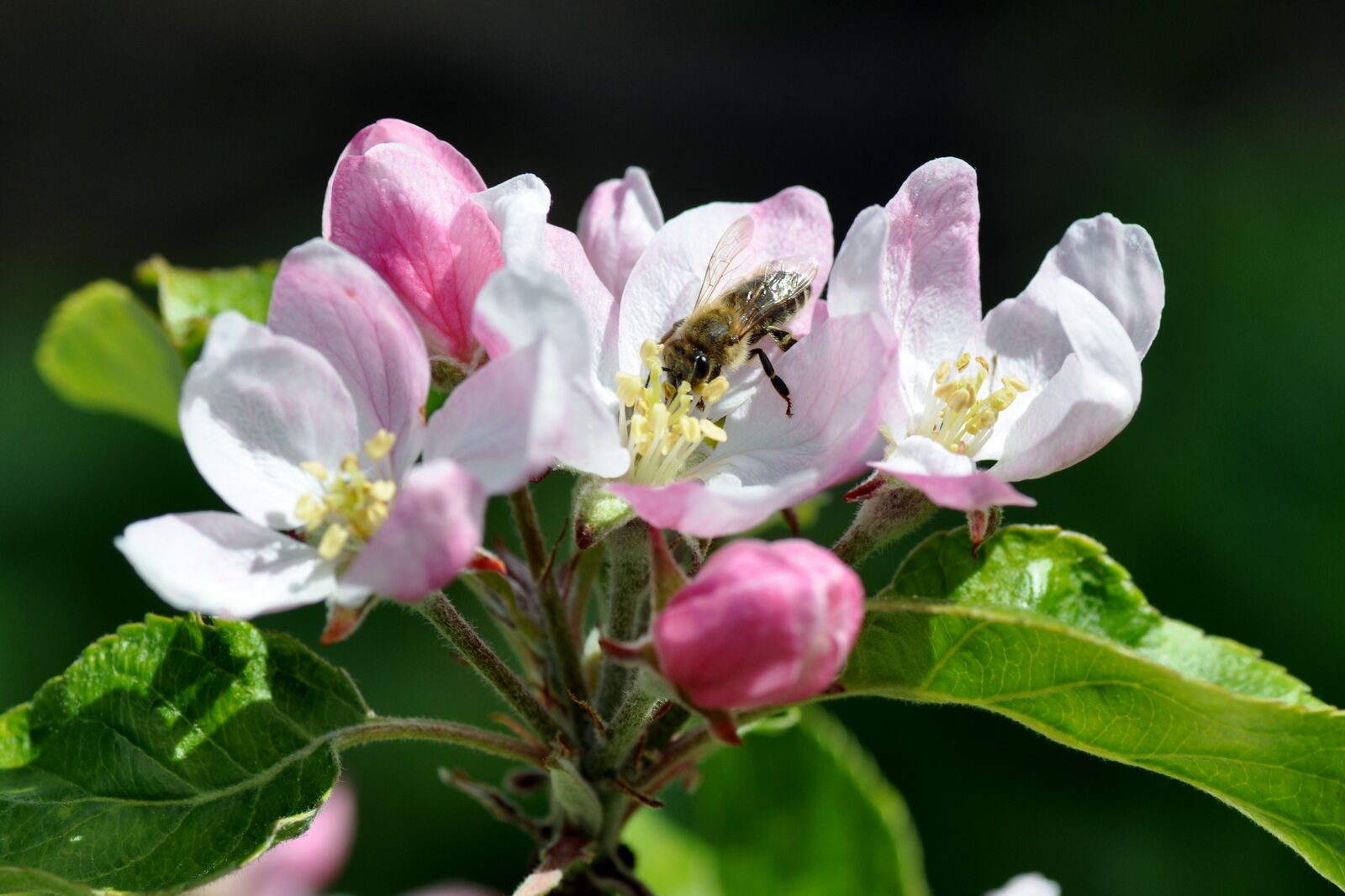 Apfelblüte mit Honigbiene