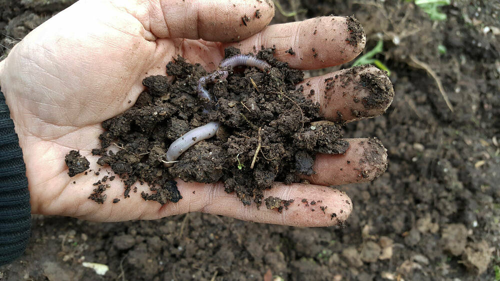 handvoll Erde mit Regenwurm