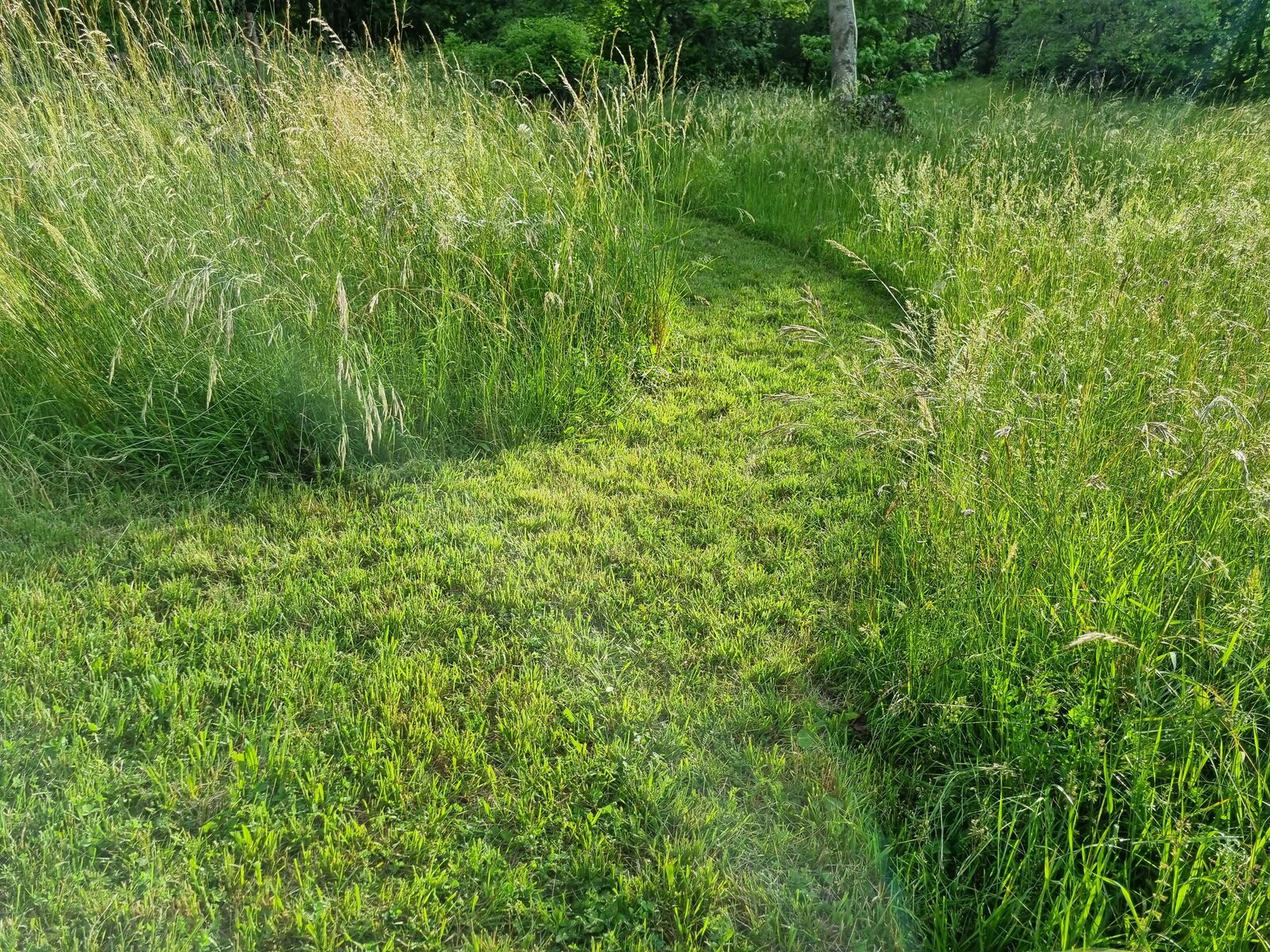 Hoher Rasen in den ein Weg gemäht wurde