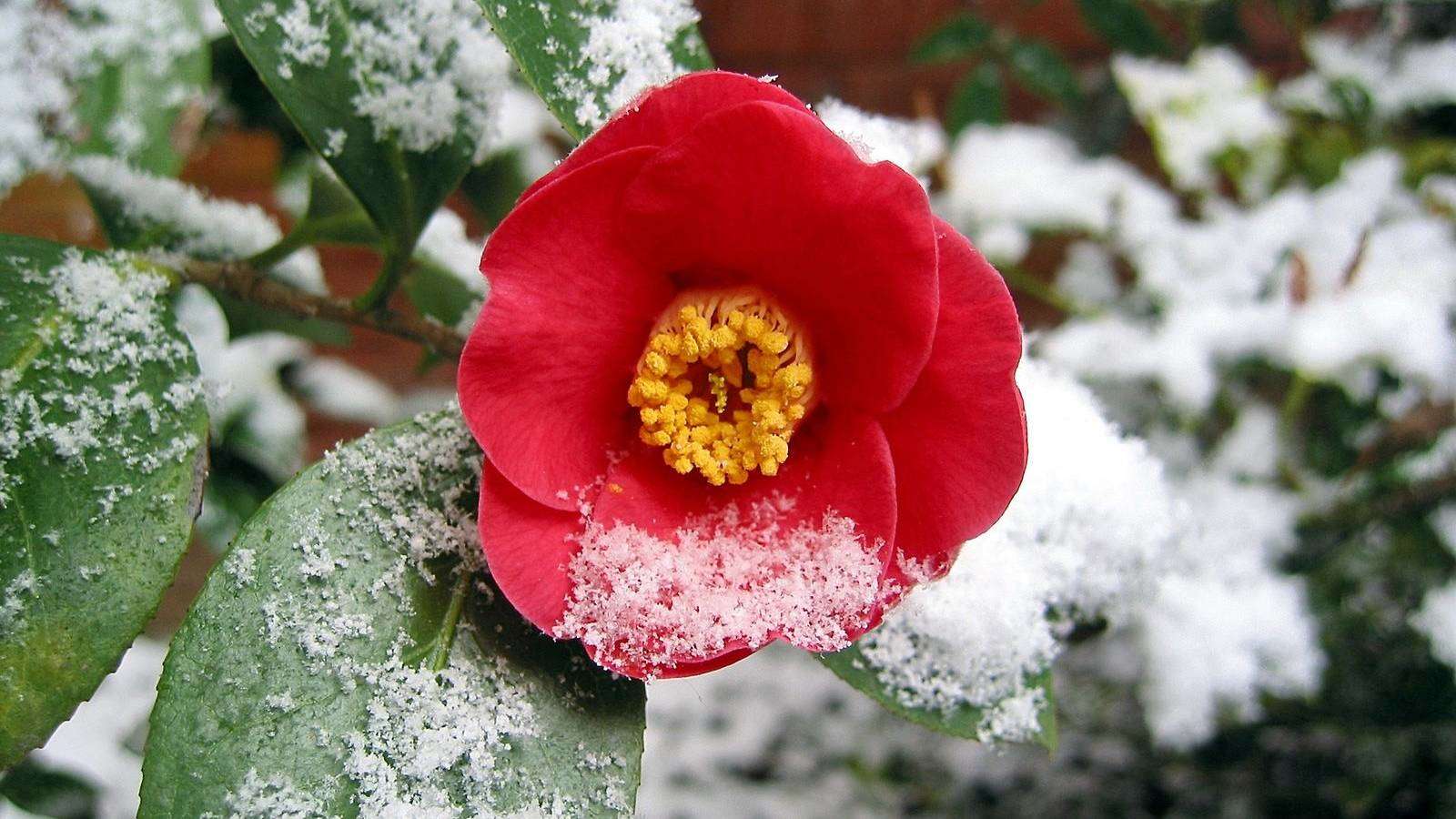Blühende Pflanzen im Winter Gartenberatung im Verband Wohneigentum e. V.