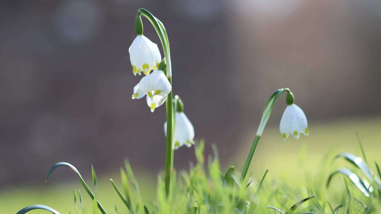 Blühende Pflanzen im Winter Gartenberatung im Verband Wohneigentum e. V.