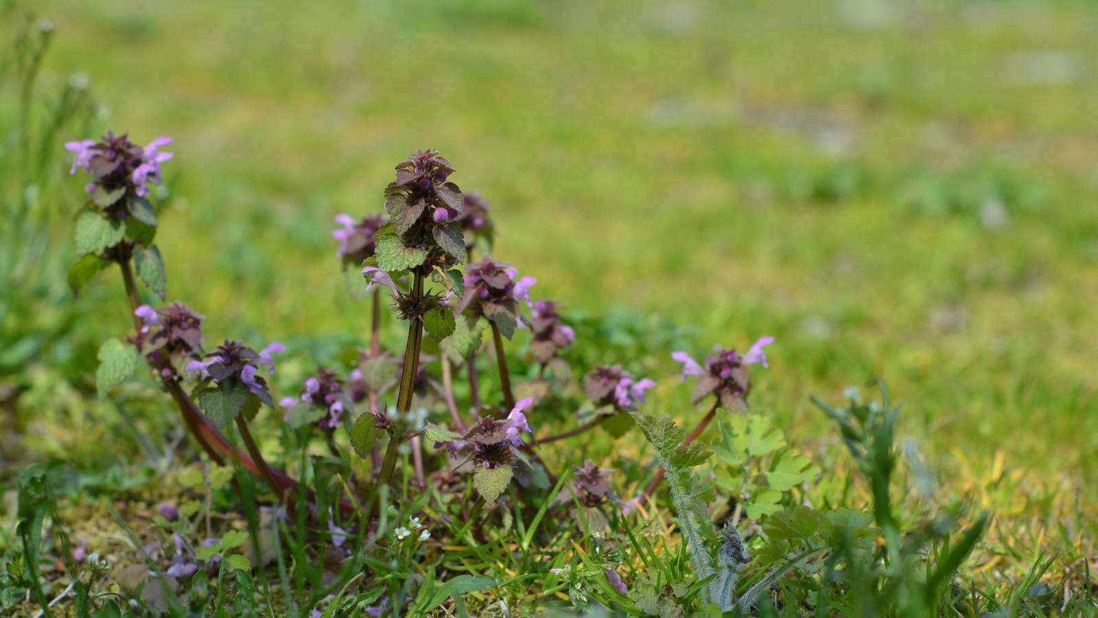 Unkräuter umweltfreundlich bekämpfen Gartenberatung im Verband
