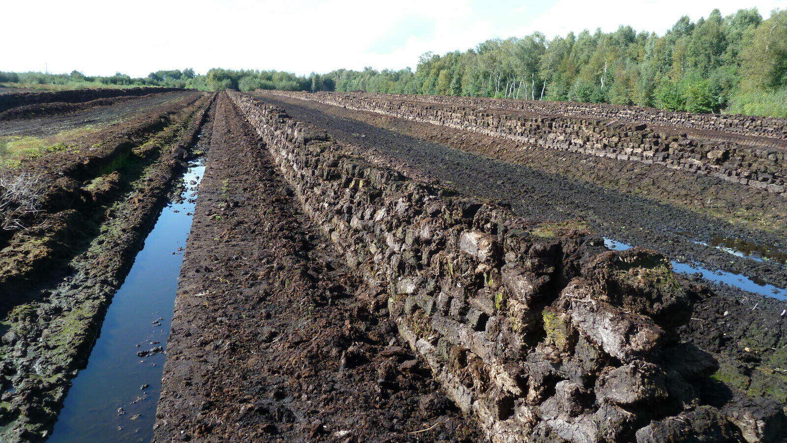 Ohne Torf gärtnern Gartenberatung im Verband Wohneigentum e. V.