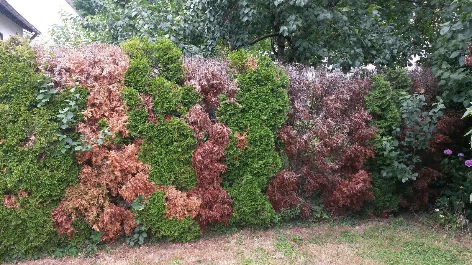 Das groe Thujahecken-Sterben | Gartenberatung im Verband Wohneigentum e. V.