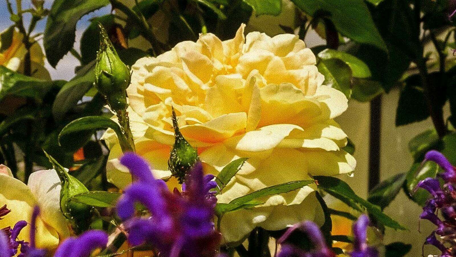 Rosen düngen Gartenberatung im Verband Wohneigentum e. V.
