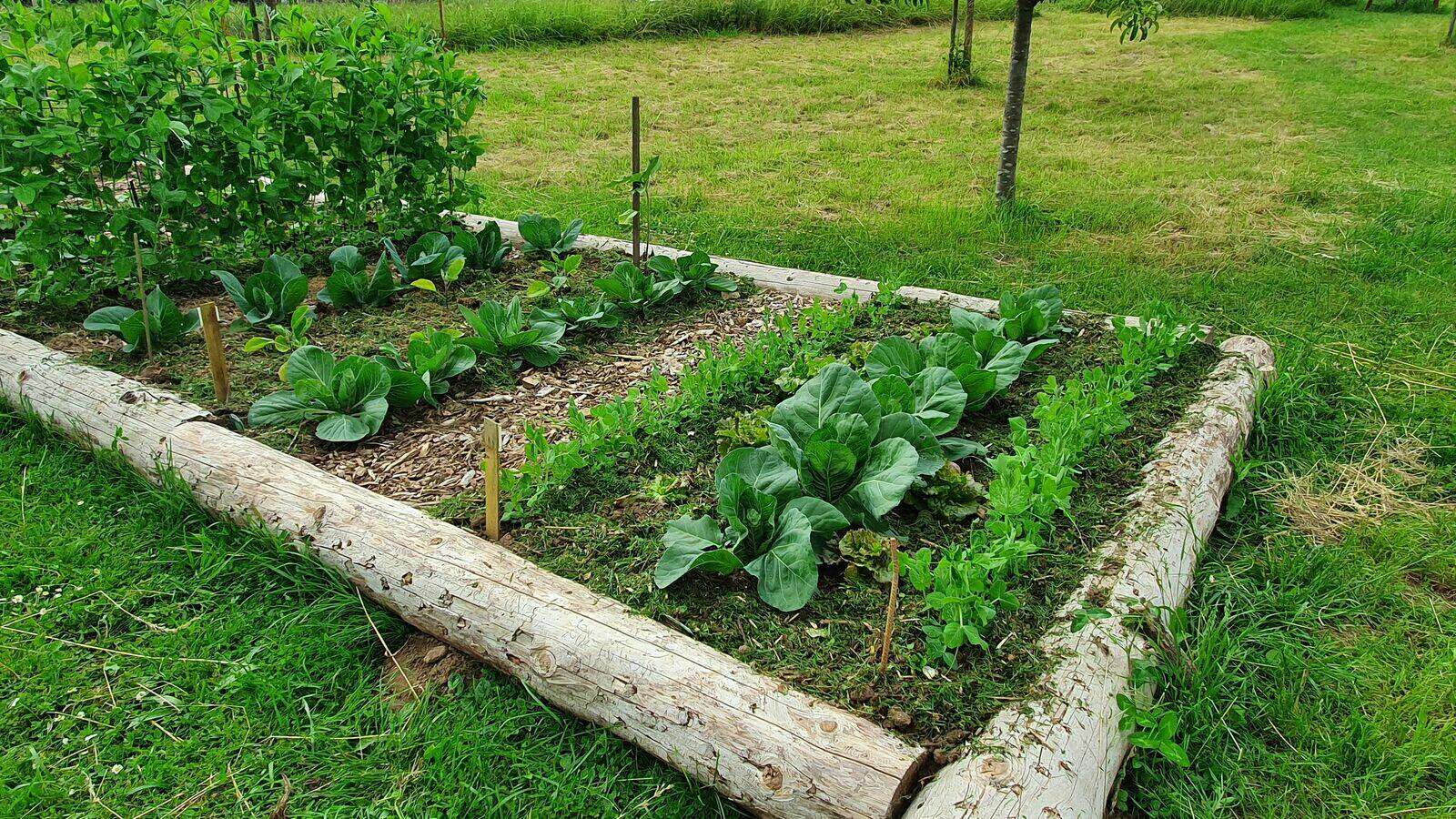 "No Dig" Gärtnern ohne umzugraben Gartenberatung im Verband