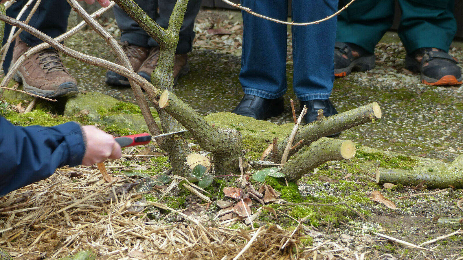 "Auf Stock setzen" Gartenberatung im Verband Wohneigentum e. V.