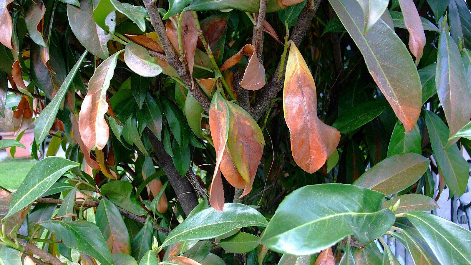 monstera aurea kaufen MONSTERA DELICIOSA VARIEGATA AUREA kaufen bei potflourri main image 0