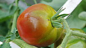 Tomatenpflanze